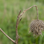 Przykładowe zdjęcia: Nikon D60 + 18-55mm f3.5-5.6G AF-S DX VR