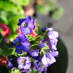 Minta fotók: Nikon D300 + Nikkor f/2.5G AF-S ED Micro