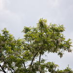 Minta fotók: 150-500mm_Canon_EOS-5D_MkIII