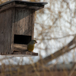 Примеры фотографий: Canon EOS-40D + Tamron AF18-270mm f/3.5-6.3 Di-II VC - RAW-Lightroom3