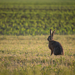 Exemples de photos: Panasonic DMC-GF7 + Lumix G Vario 100-300mm f/4-5.6 MEGA O.I.S. - RAW-Lightroom