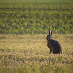 Примеры фотографий: Panasonic DMC-GF7 + Lumix G Vario 100-300mm f/4-5.6 MEGA O.I.S. - RAW-Lightroom