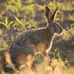 Примеры фотографий: Panasonic DMC-GF7 + Lumix G Vario 100-300mm f/4-5.6 MEGA O.I.S. - RAW-Lightroom