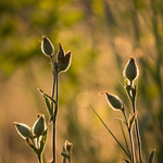 Примеры фотографий: Panasonic DMC-GF7 + Lumix G Vario 100-300mm f/4-5.6 MEGA O.I.S. - RAW-Lightroom