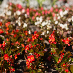 Minta fotók: Sony Alpha NEX-7 + Sony E 50mm f/1.8 OSS - RAW-Lightroom 4