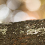 Minta fotók: Samsung NX30 + NX 60mm f/2.8 Macro ED OSI SSA; RAW-Lightroom v5.5