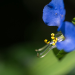 Fotografii mostre: Samsung NX30 + NX 60mm f/2.8 Macro ED OSI SSA; RAW-Lightroom v5.5