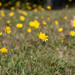 Приклади фотографій: Canon EOS-40D + Sigma 17-70mm f/2.8-4 DC OS HSM MACRO II; RAW-Lightroom 4