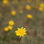 Приклади фотографій: Canon EOS-40D + Sigma 17-70mm f/2.8-4 DC OS HSM MACRO II; RAW-Lightroom 4