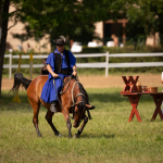 Sample Photos: Sigma 120-300mm f/2.8 DG OS HSM Sports + Canon EOS-6D Mark II - RAW-Lightroom CC 8.3.1