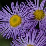 Приклади фотографій: Canon EOS-60D + Tamron AF16-300mm f/3.5-6.3 Di-II VC PZD MACRO - RAW-Lightroom5