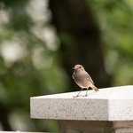 Приклади фотографій: Sigma 150-600mm f/5-6.3 DG OS HSM S + Nikon D810 - RAW-Lightroom v6.5