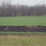 Ukázkové fotografie: Olympus E-M5 + M.Zuiko Digital ED 300mm f/4 IS Pro - RAW-Lightroom6