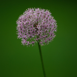 Minta fotók: Sigma 500mm f/4 DG OS HSM Sports + Canon EOS-6D Mark II - RAW-Lightroom CC 8.2.1