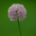 Minta fotók: Sigma 500mm f/4 DG OS HSM Sports + Canon EOS-6D Mark II - RAW-Lightroom CC 8.2.1