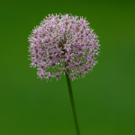 Minta fotók: Sigma 500mm f/4 DG OS HSM Sports + Canon EOS-6D Mark II - RAW-Lightroom CC 8.2.1