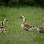 Fotografii mostre: Sigma 500mm f/4 DG OS HSM Sports + Canon EOS-6D Mark II - RAW-Lightroom CC 8.2.1