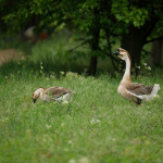 Fotografii mostre: Sigma 500mm f/4 DG OS HSM Sports + Canon EOS-6D Mark II - RAW-Lightroom CC 8.2.1