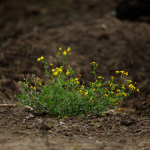 Fotografii mostre: Sigma 500mm f/4 DG OS HSM Sports + Canon EOS-6D Mark II - RAW-Lightroom CC 8.2.1