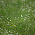 Fotografii mostre: Sigma 500mm f/4 DG OS HSM Sports + Canon EOS-6D Mark II - RAW-Lightroom CC 8.2.1