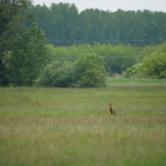 Fotografii mostre: Sigma 500mm f/4 DG OS HSM Sports + Canon EOS-6D Mark II - RAW-Lightroom CC 8.2.1