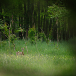 Fotografii mostre: Sigma 500mm f/4 DG OS HSM Sports + Canon EOS-6D Mark II - RAW-Lightroom CC 8.2.1