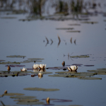 Fotografii mostre: Sigma 500mm f/4 DG OS HSM Sports + Canon EOS-6D Mark II - RAW-Lightroom CC 8.2.1