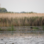 Fotografii mostre: Sigma 500mm f/4 DG OS HSM Sports + Canon EOS-6D Mark II - RAW-Lightroom CC 8.2.1