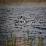 Minta fotók: Sigma 500mm f/4 DG OS HSM Sports + Canon EOS-6D Mark II - RAW-Lightroom CC 8.2.1