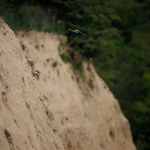 Fotografii mostre: Sigma 500mm f/4 DG OS HSM Sports + Canon EOS-6D Mark II - RAW-Lightroom CC 8.2.1