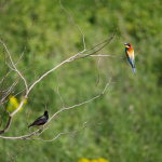 Minta fotók: Sigma 500mm f/4 DG OS HSM Sports + Canon EOS-6D Mark II - RAW-Lightroom CC 8.2.1