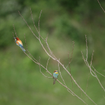 Fotografii mostre: Sigma 500mm f/4 DG OS HSM Sports + Canon EOS-6D Mark II - RAW-Lightroom CC 8.2.1