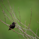 Minta fotók: Sigma 500mm f/4 DG OS HSM Sports + Canon EOS-6D Mark II - RAW-Lightroom CC 8.2.1