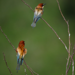 Fotografii mostre: Sigma 500mm f/4 DG OS HSM Sports + Canon EOS-6D Mark II - RAW-Lightroom CC 8.2.1