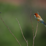 Fotografii mostre: Sigma 500mm f/4 DG OS HSM Sports + Canon EOS-6D Mark II - RAW-Lightroom CC 8.2.1