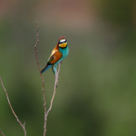 Minta fotók: Sigma 500mm f/4 DG OS HSM Sports + Canon EOS-6D Mark II - RAW-Lightroom CC 8.2.1