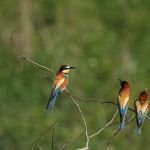 Fotografii mostre: Sigma 500mm f/4 DG OS HSM Sports + Canon EOS-60D - RAW-Lightroom CC 8.2.1