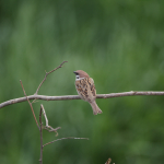 Minta fotók: Sigma 500mm f/4 DG OS HSM Sports + Canon EOS-60D - RAW-Lightroom CC 8.2.1