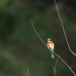 Fotografii mostre: Sigma 500mm f/4 DG OS HSM Sports + Canon EOS-60D - RAW-Lightroom CC 8.2.1