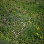 Ukázkové fotografie: Tamron 70-200mm f/2.8 Di VC USD G2 + Canon EOS 6D Mark II - RAW-Lightroom Classic CC v8.2.1