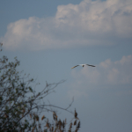 Приклади фотографій: Tamron 70-200mm f/2.8 Di VC USD G2 + Canon EOS 60D - RAW-Lightroom Classic CC v8.2.1