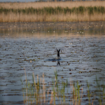 Приклади фотографій: Tamron 70-200mm f/2.8 Di VC USD G2 + Canon EOS 60D - RAW-Lightroom Classic CC v8.2.1