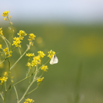 Minta fotók: Tamron 70-200mm f/2.8 Di VC USD G2 + Canon EOS 60D - RAW-Lightroom Classic CC v8.2.1