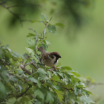 Minta fotók: Tamron 70-200mm f/2.8 Di VC USD G2 + Canon EOS 60D - RAW-Lightroom Classic CC v8.2.1