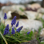 Ukázkové fotografie: Olympus E-M5 Mark II + M.Zuiko Digital ED 17mm f/1.2 PRO - RAW-Lightroom