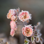 Minta fotók: Olympus E-M1 Mark II + M.Zuiko Digital ED 45mm f/1.2 PRO - RAW-Lightroom