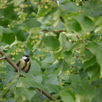 Minta fotók: Tamron 100-400mm f/4.5-6.3 Di VC USD + Canon EOS 6D Mark II - RAW-Lightroom Classic CC